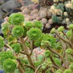 single stem aeonium cutting time