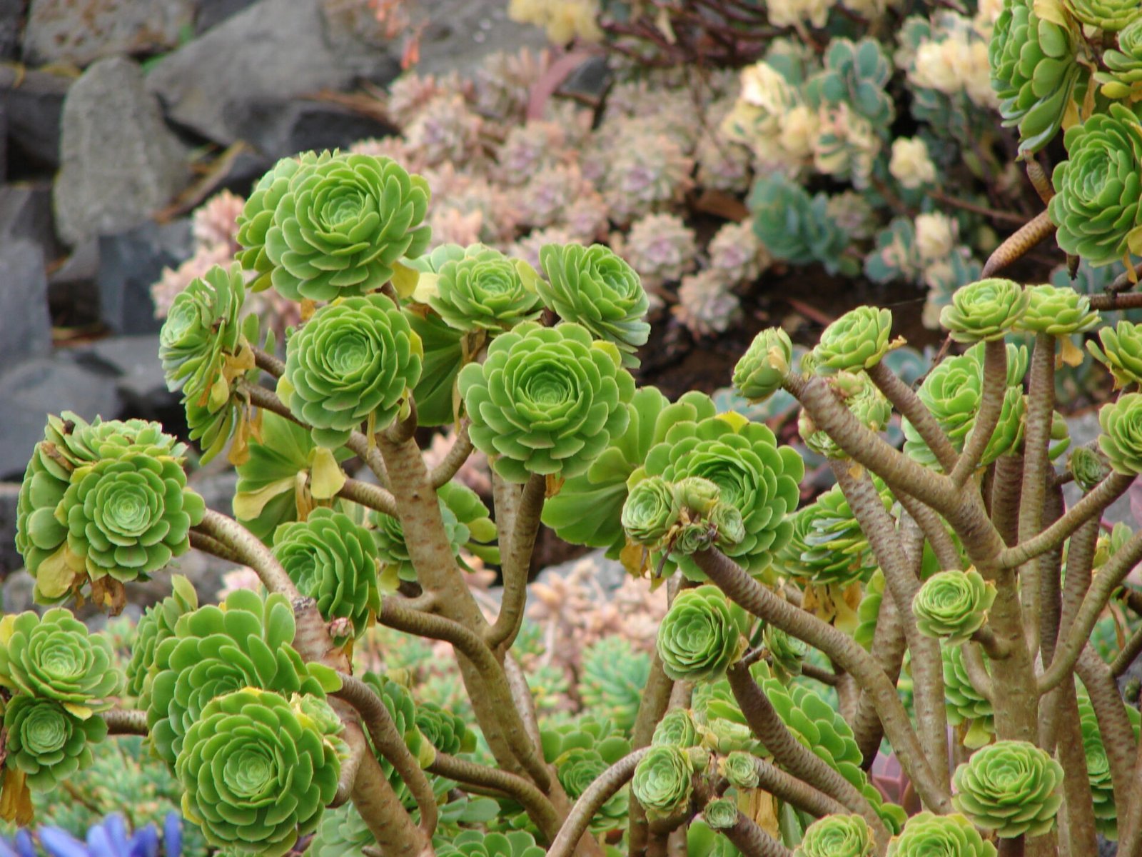 single stem aeonium cutting time