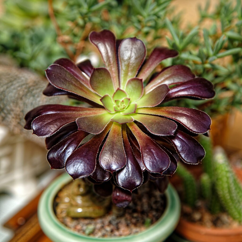 single stem aeonium cutting time