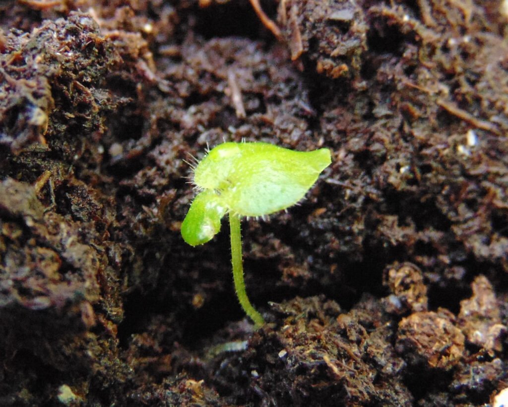 African violet soil