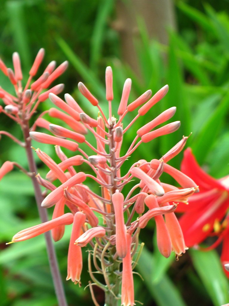 aloe vera plant flower