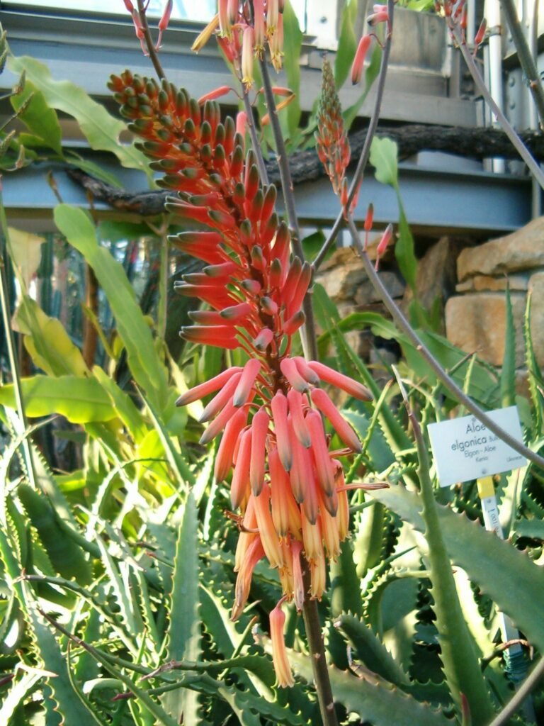 aloe vera plant flower