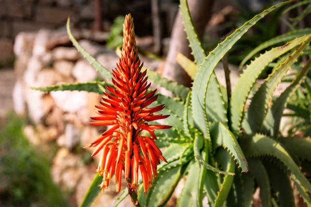 aloe vera plant flower