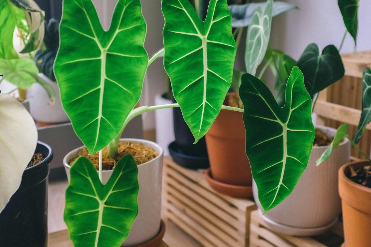 Big leaf indoor plants