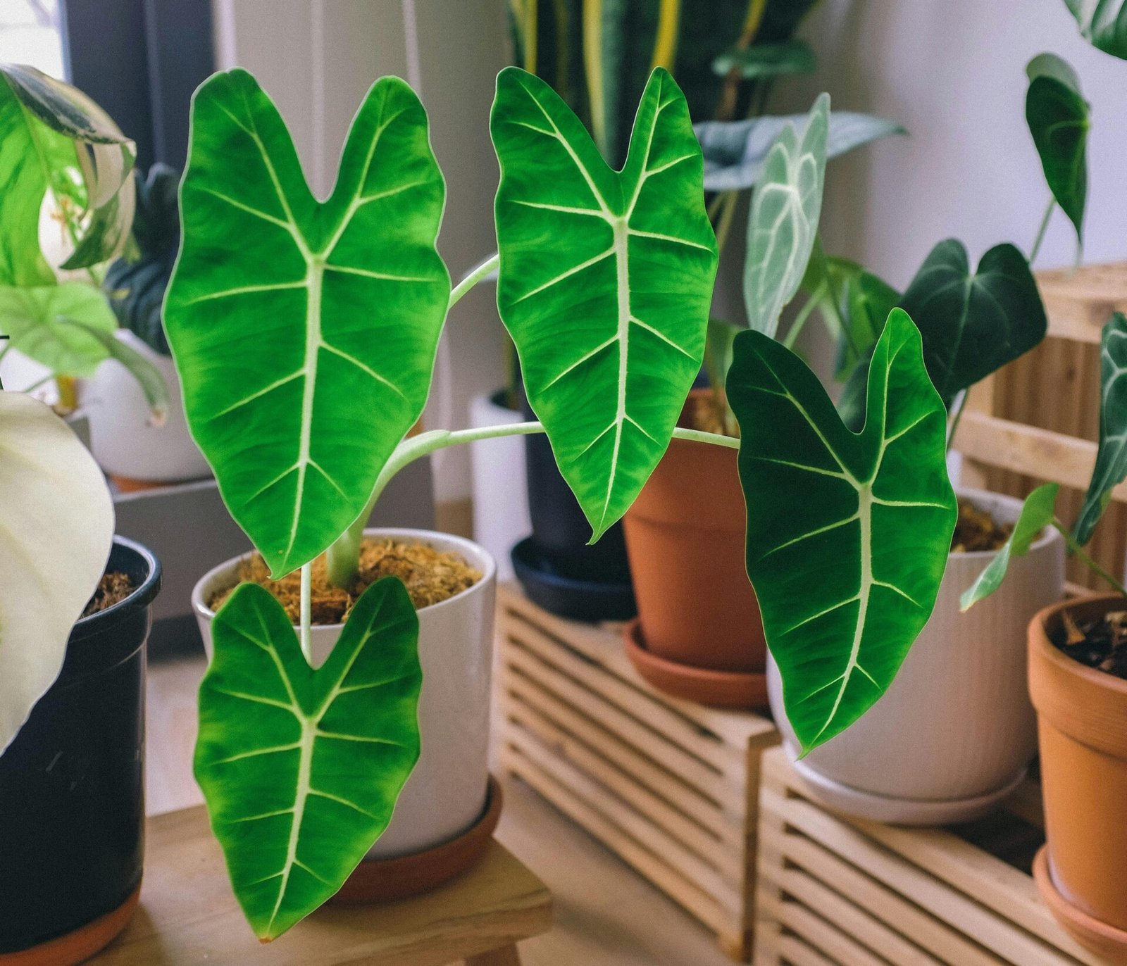 Big leaf indoor plants