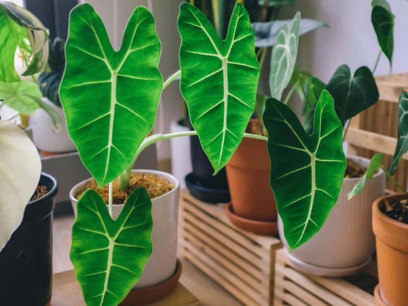 Big leaf indoor plants