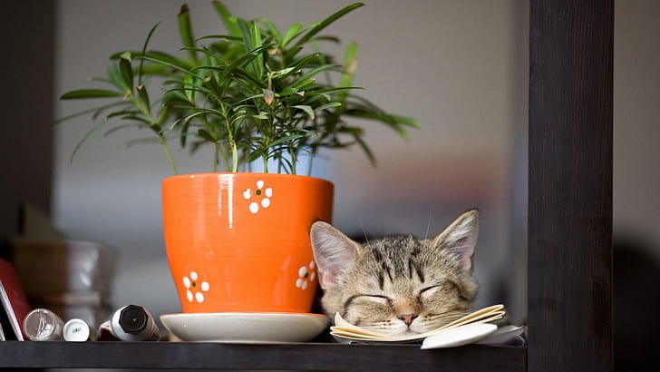 cat safe indoor plants