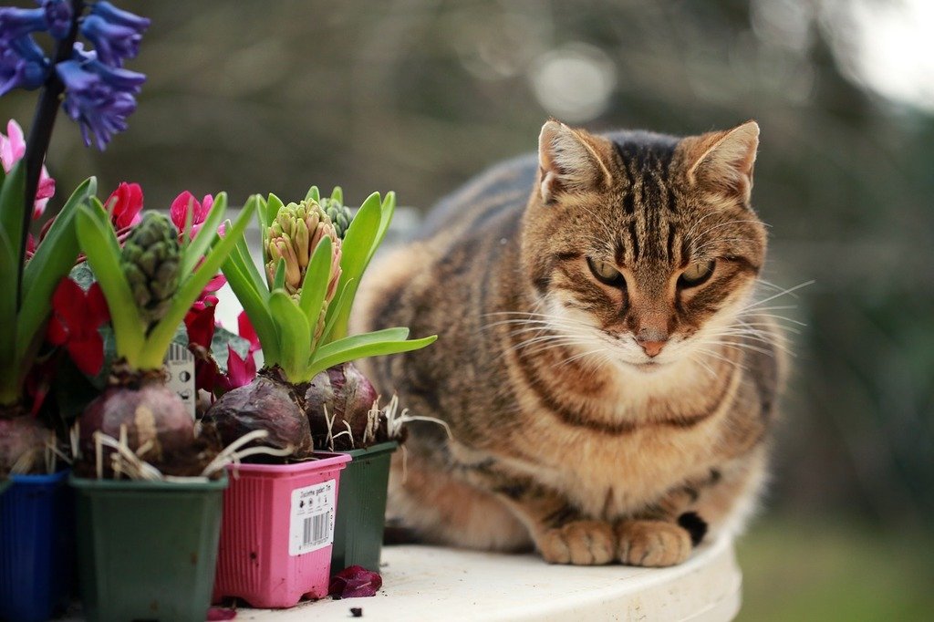 cat safe indoor plants