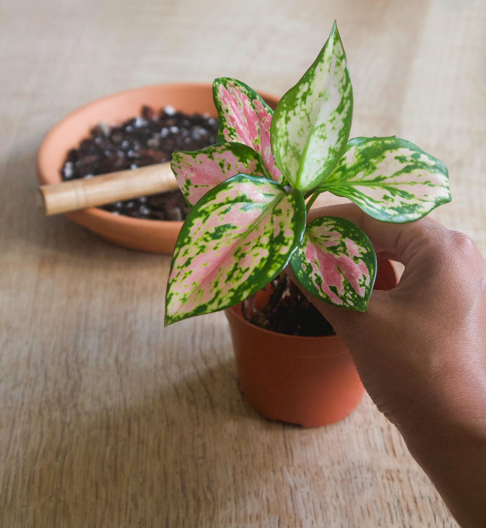 indoor plants that need no light 