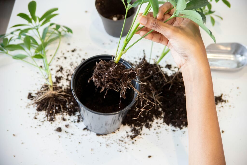 indoor plant pot