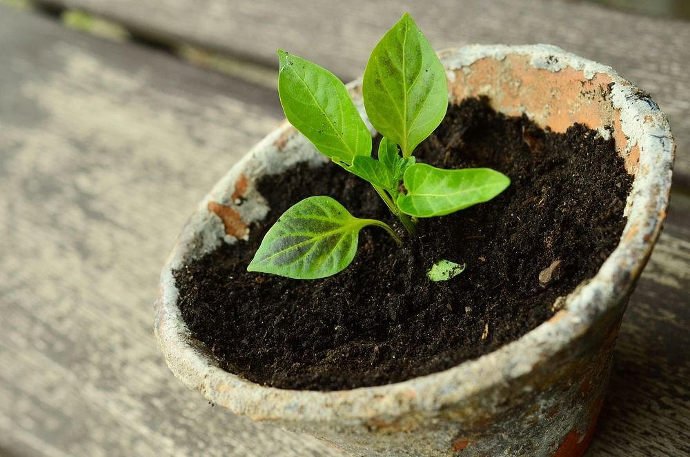 houseplant fertilizer