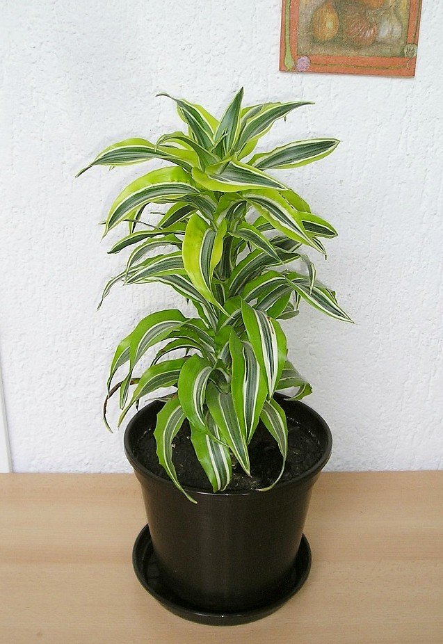 Dracaena plant