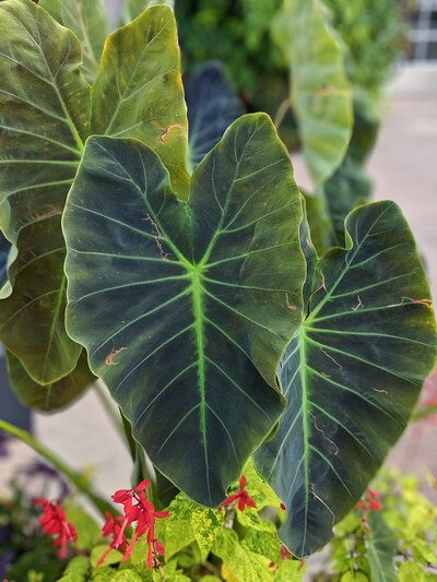 big leaf indoor plants