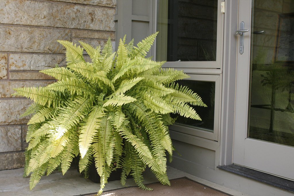 fern houseplant