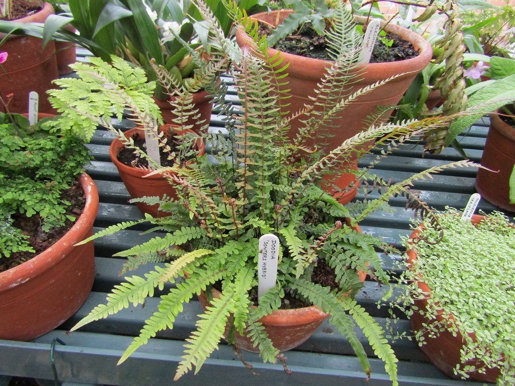 fern houseplant