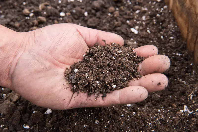 indoor plant soil