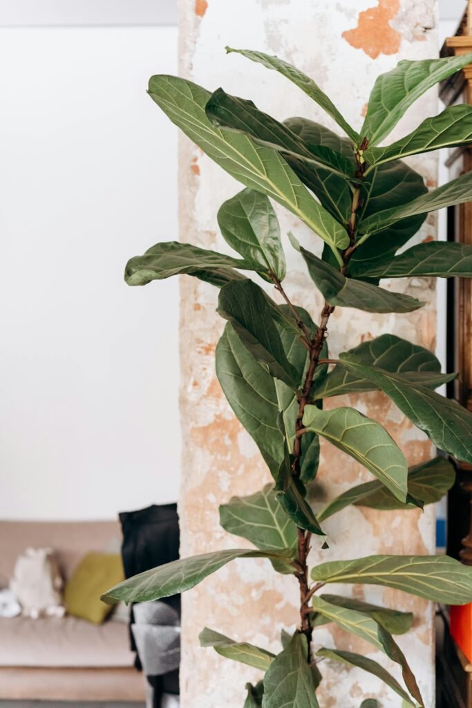 how to propagate fiddle leaf fig