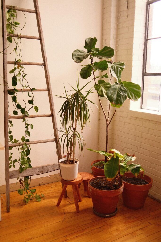 how to propagate fiddle leaf fig