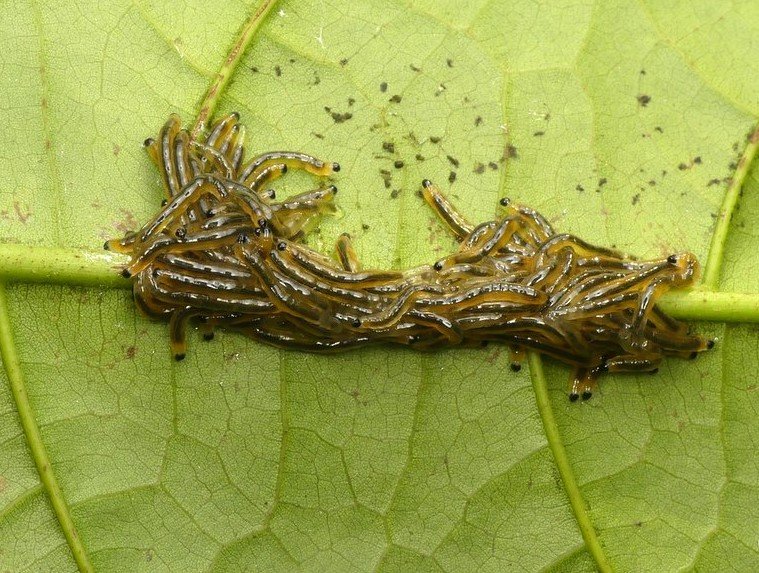 houseplant insects