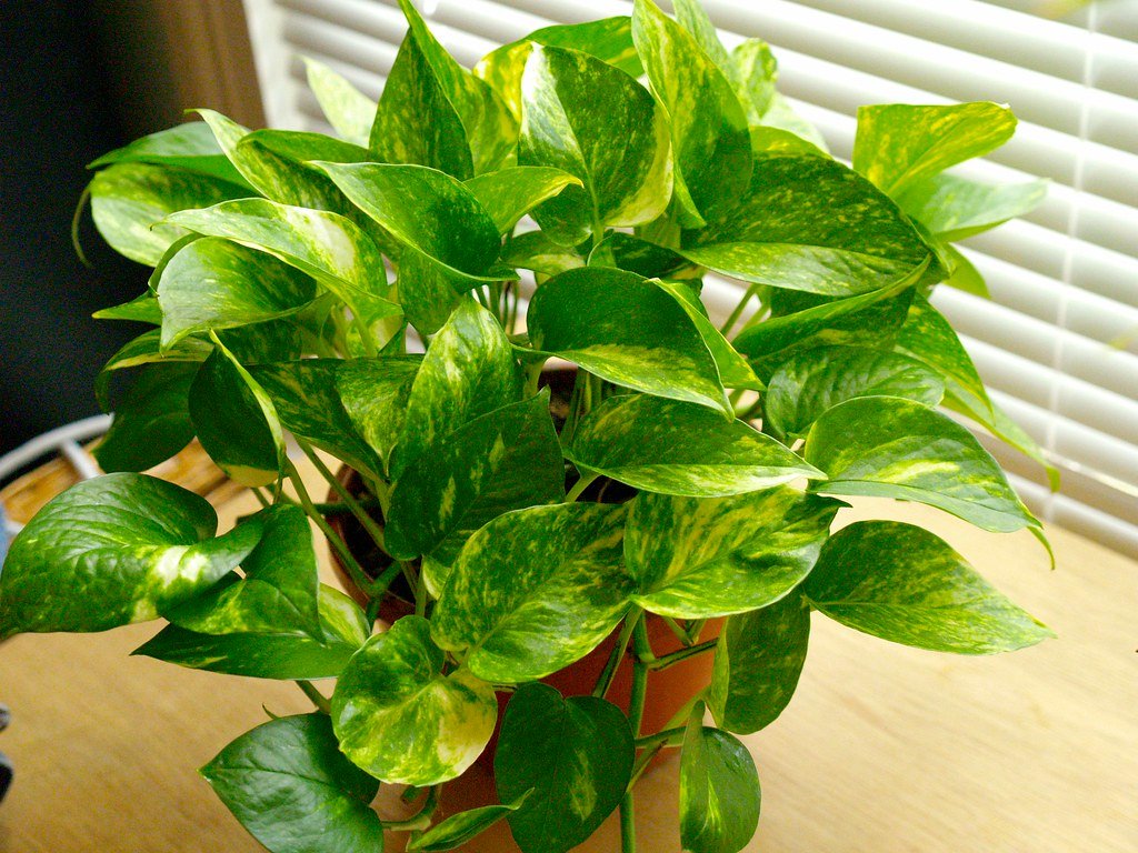 pothos varities