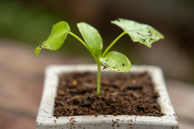 indoor plant soil