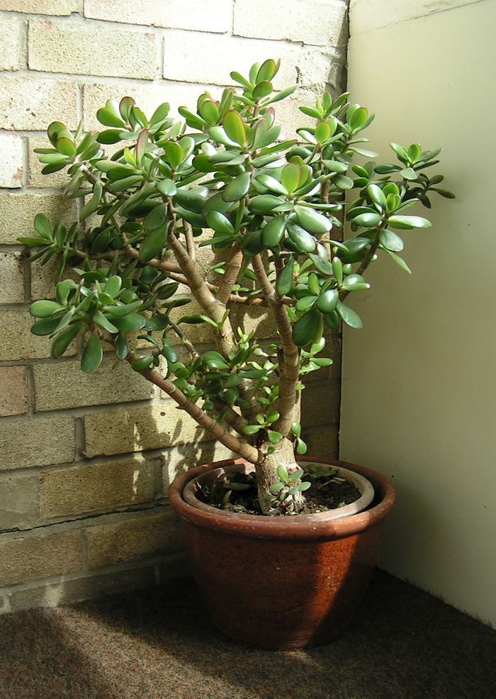 jade plant repotting