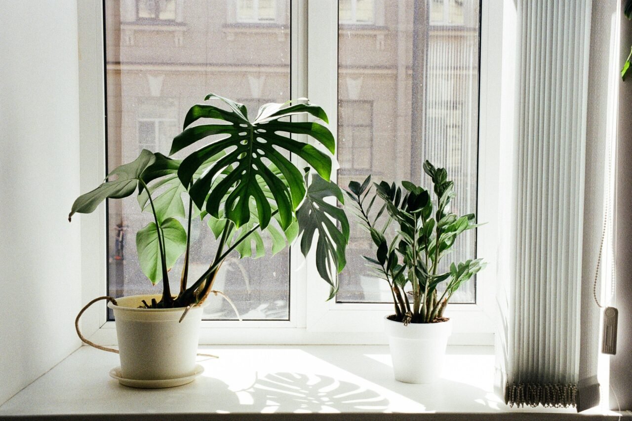 large indoor plants