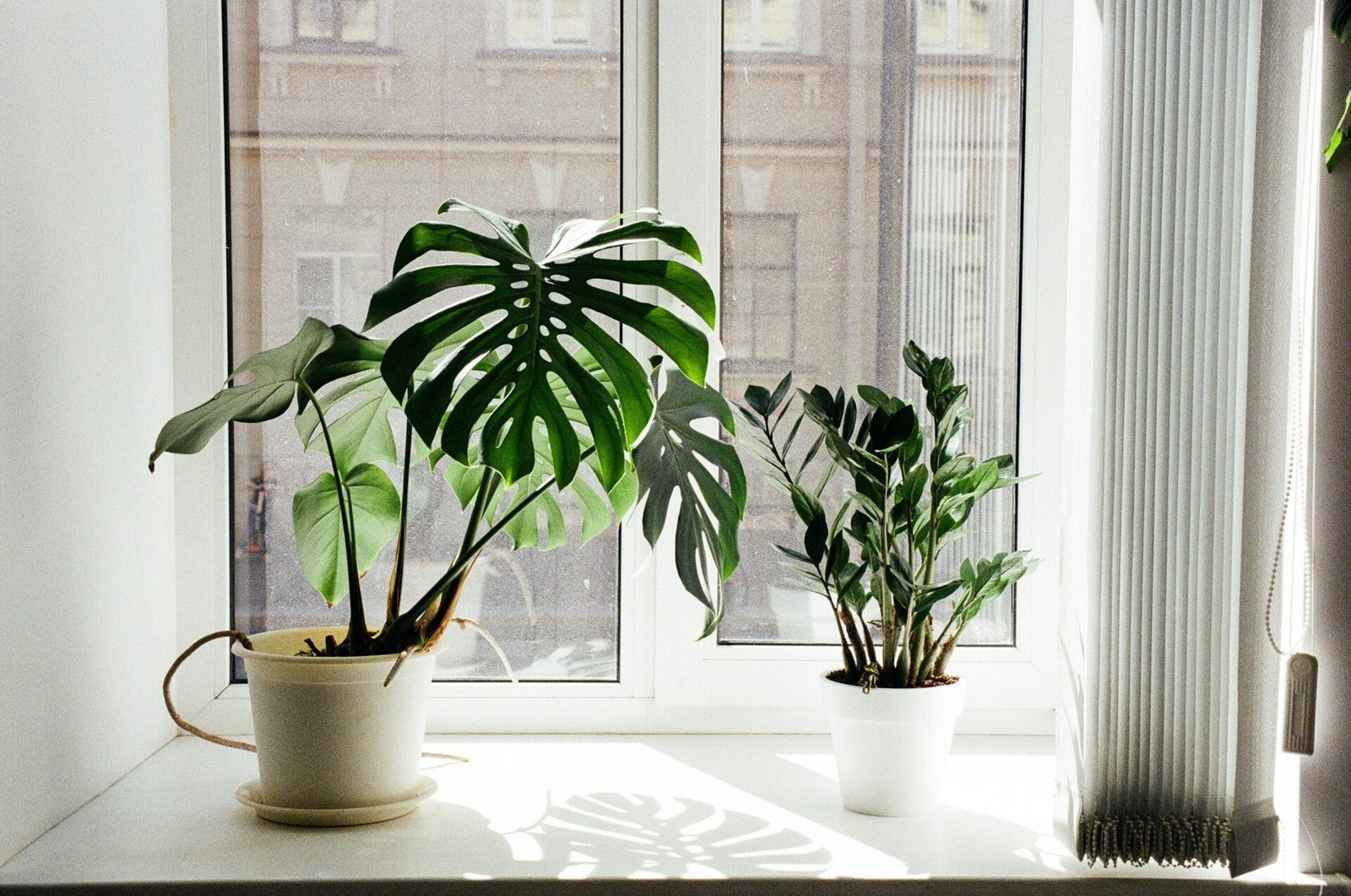 large indoor plants