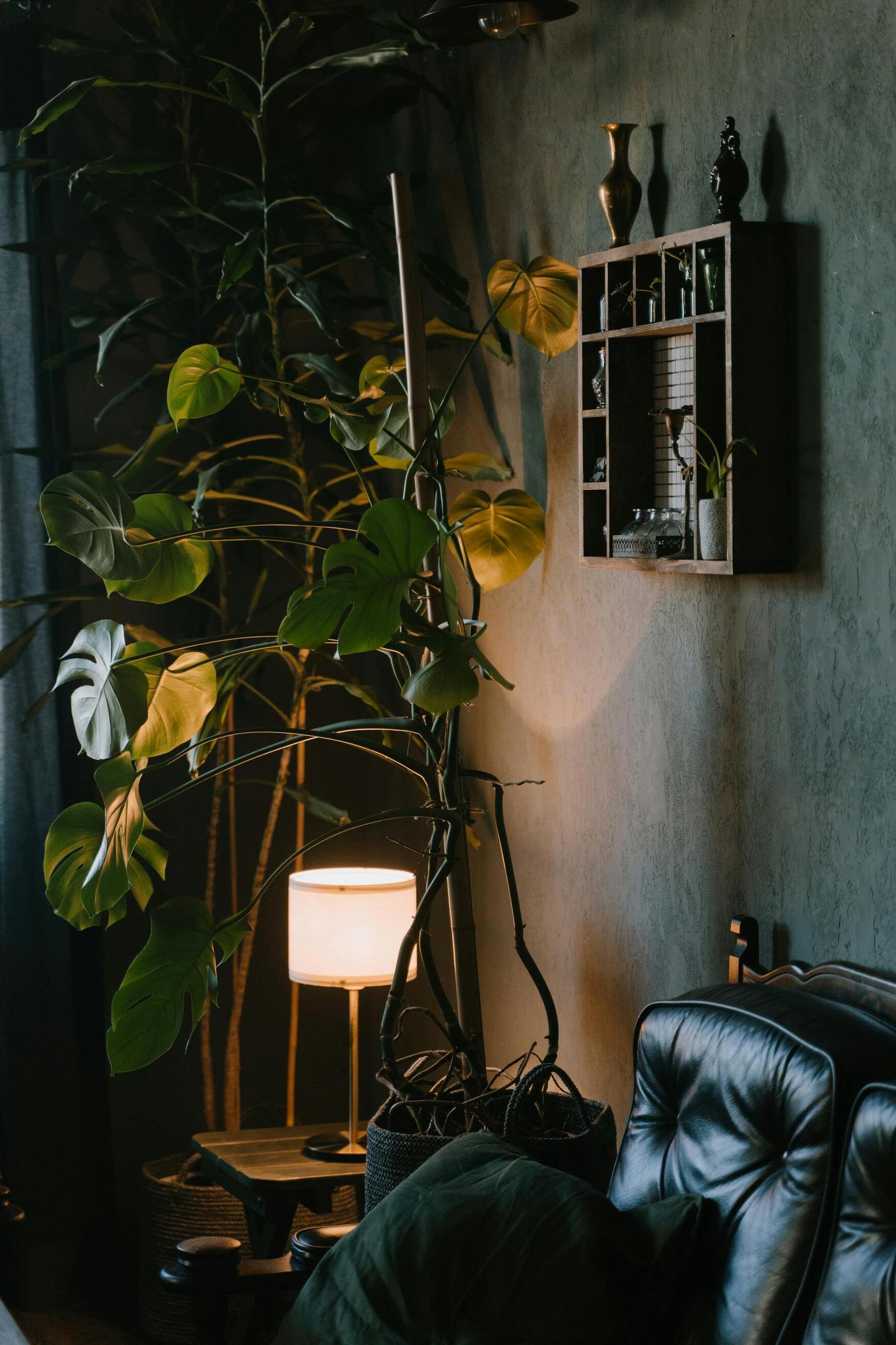 indoor plants in low light