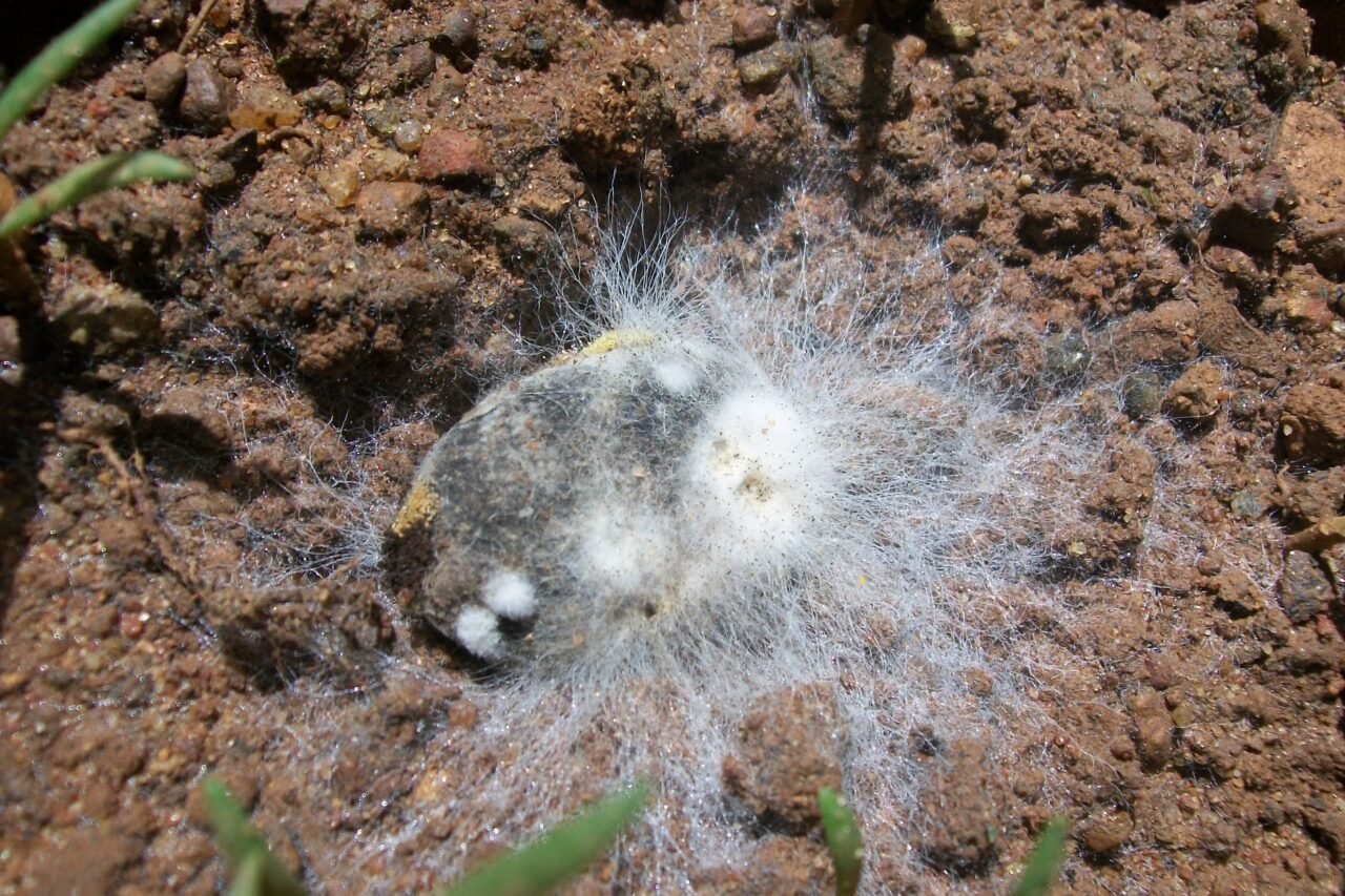 mold on indoor plant soil