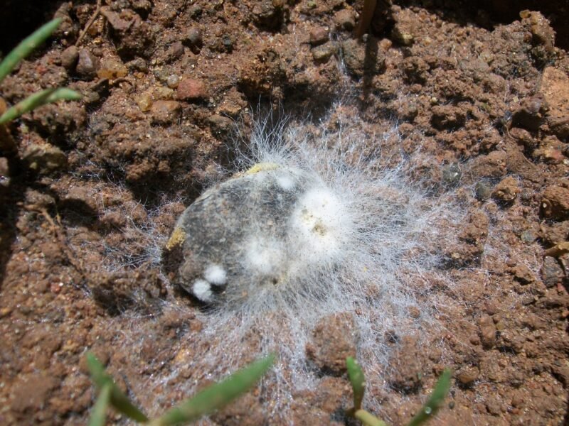 mold on indoor plant soil