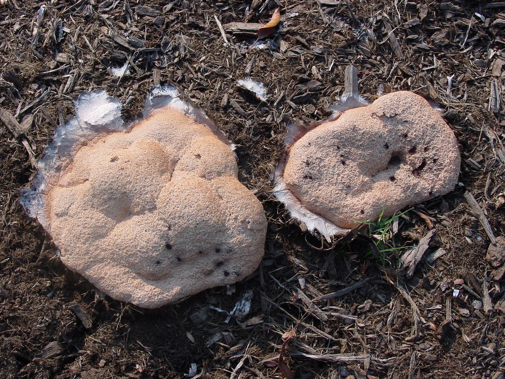 mold on indoor plant soil