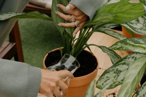 leaves on houseplants turning yellow