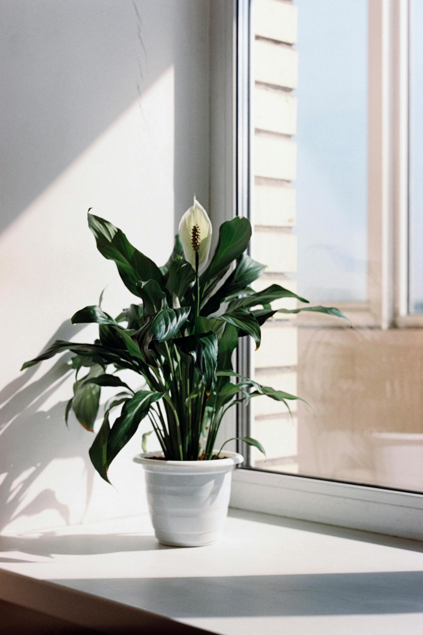 indoor plants that need no light 