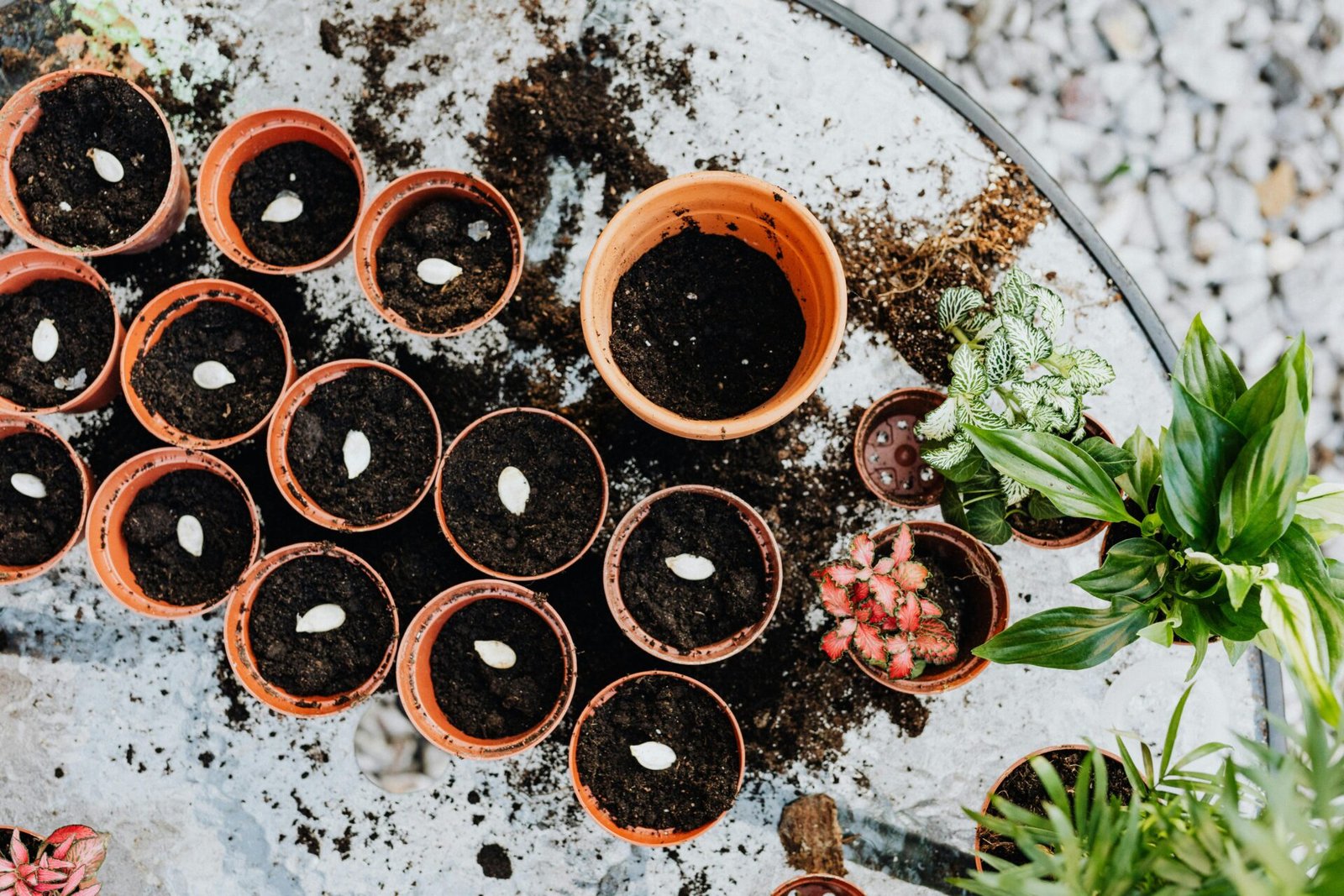 plant seeds