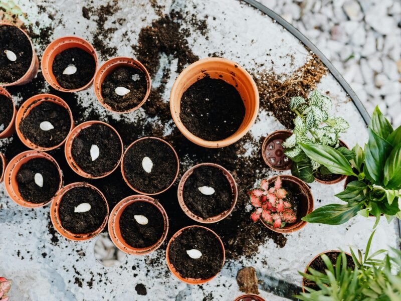 plant seeds