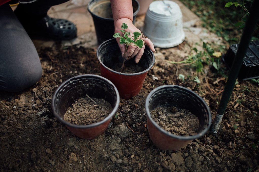 indoor planter pots