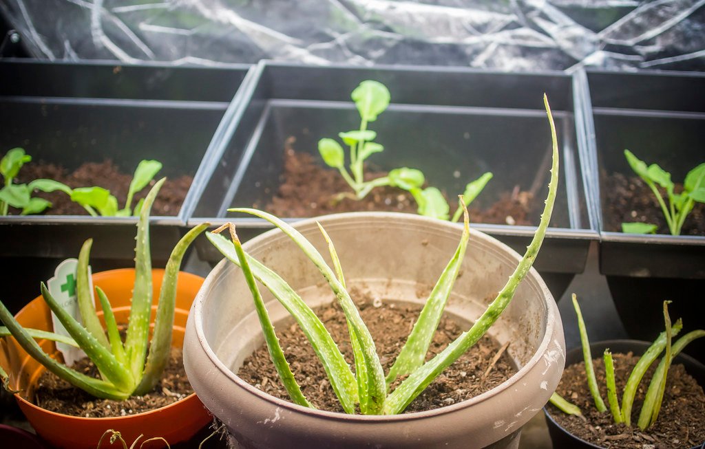 indoor plant pot