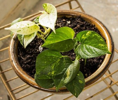 big leaf indoor plants