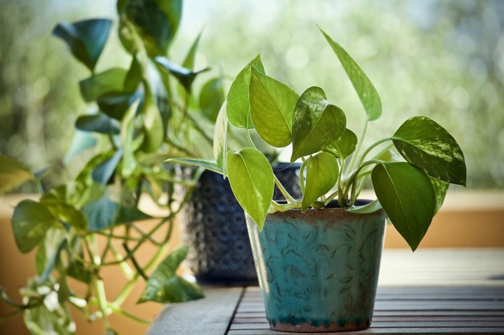 easy plants to take care of