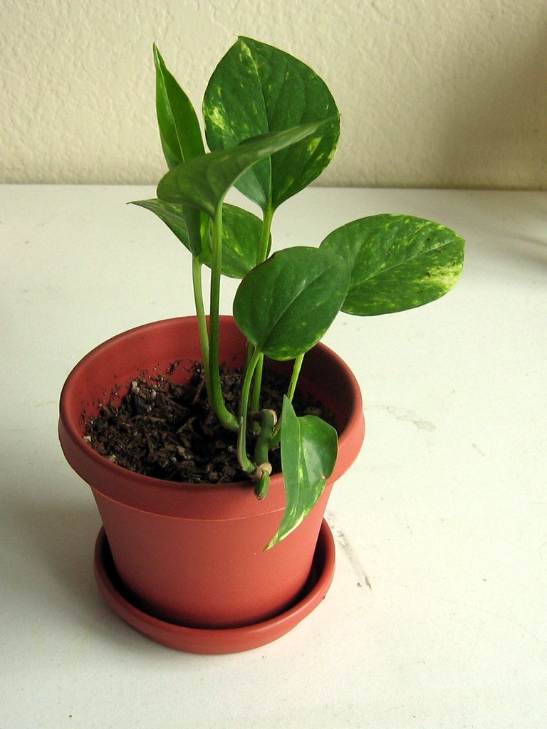 indoor plants in low light