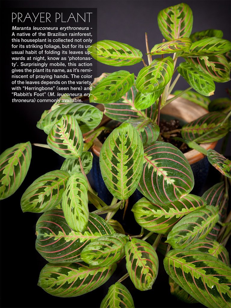 prayer plant