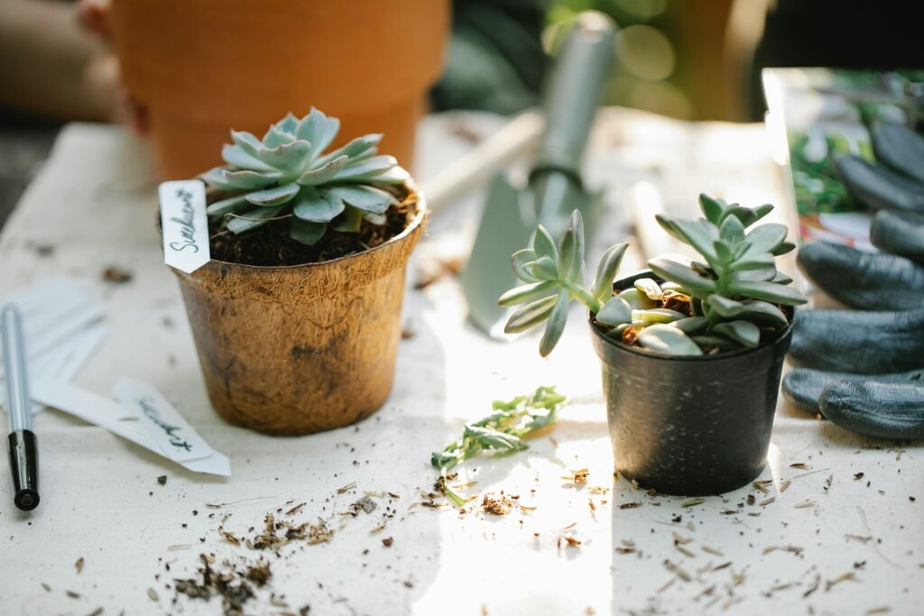 indoor planter pots