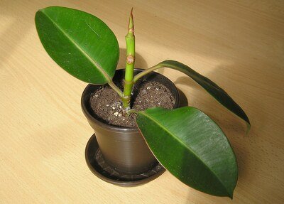 big leaf indoor plants