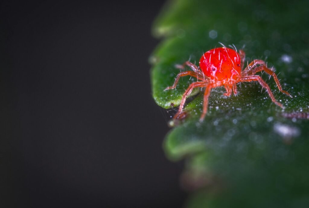 houseplant insects