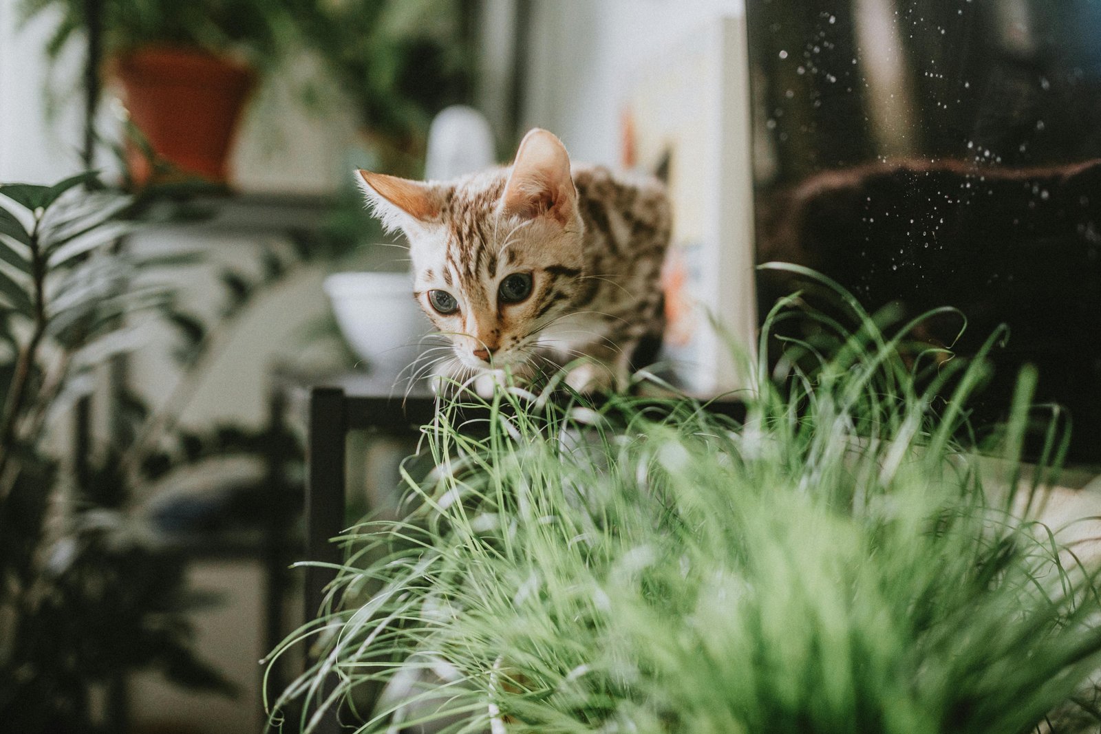 cat safe indoor plants