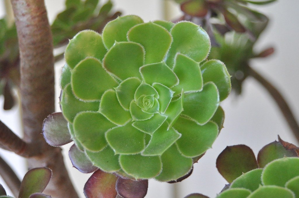 single stem aeonium cutting time