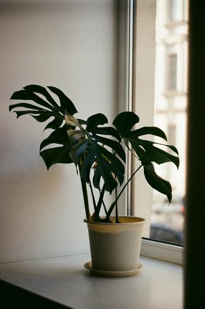 big leaf indoor plants