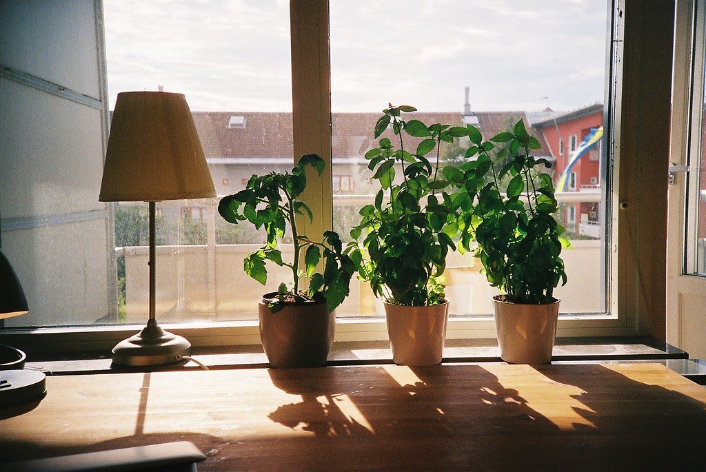 window herb garden