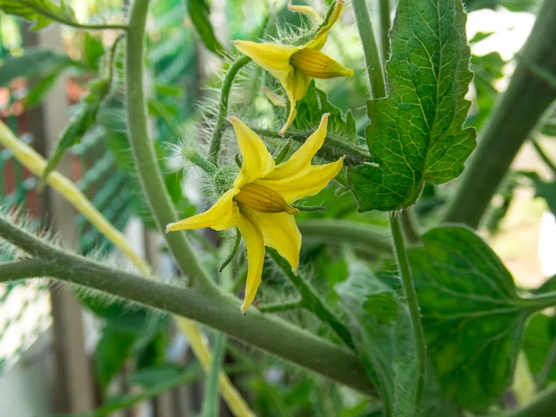 tomato plant flowers